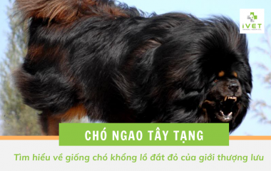 Tìm hiểu về giống chó ngao Tây Tạng - Giá bán Tây Tạng là bao nhiêu?